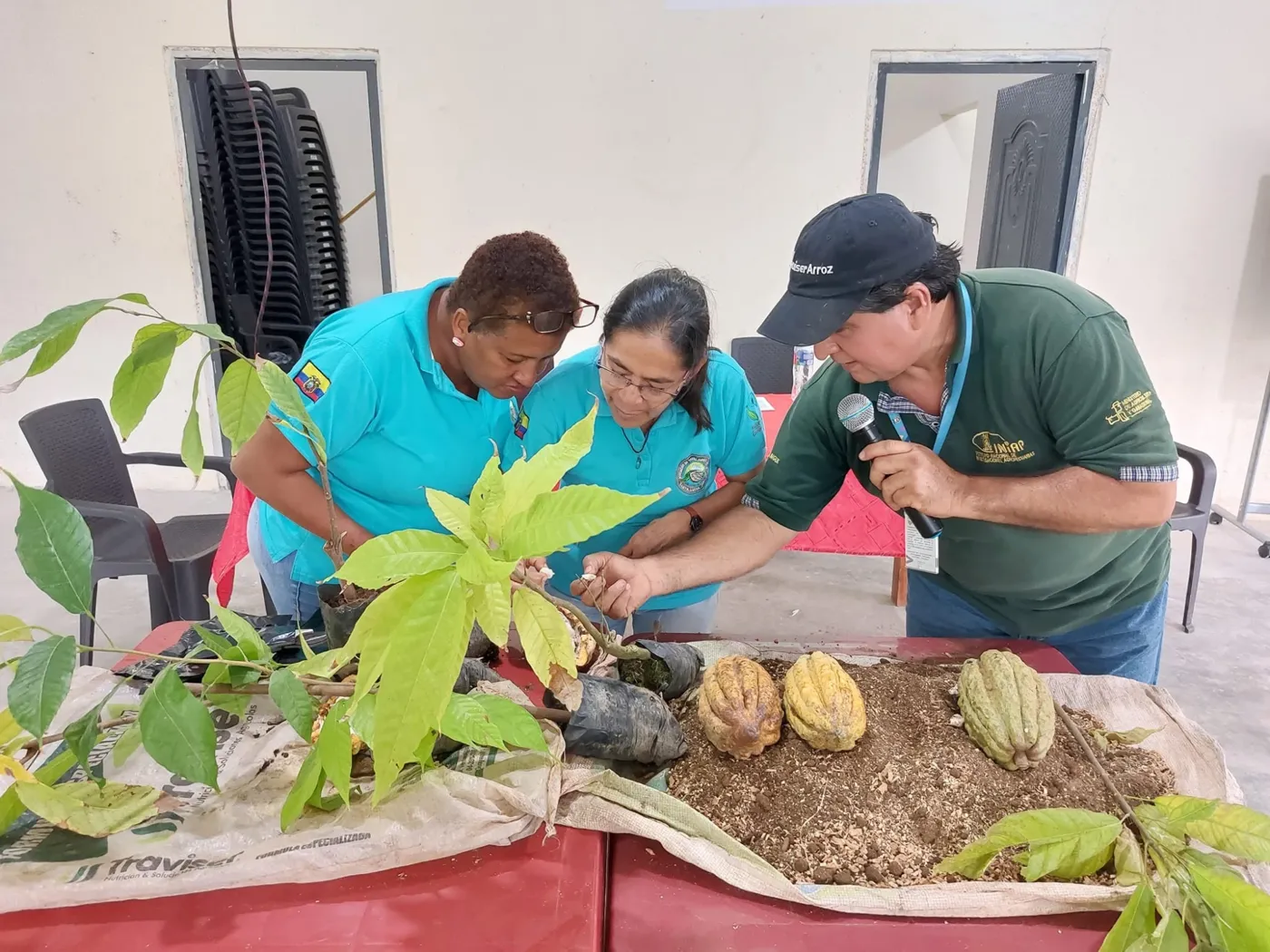 Técnico del INIAP enseñando a socias el manejo de plantas de cacao